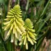 Kniphofia Poco Citron (Poco Series) | 9cm Pot