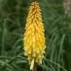 Kniphofia Poco Yellow ('Tnknipy') (PBR) (Poco Series) | 9cm Pot -Perennial Plants Sales Store RH30005595 0b6b