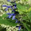 Salvia Guaranitica Black And Blue | 9cm Pot -Perennial Plants Sales Store RH30005596 55f7