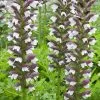 Acanthus Hungaricus White Lips | 9cm Pot -Perennial Plants Sales Store RH30005598 963a