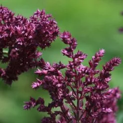 Salvia Nemorosa Schwellenburg | 9cm Pot
