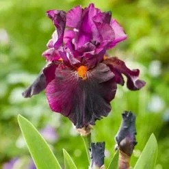 Iris Dracula's Kiss | 9cm Pot