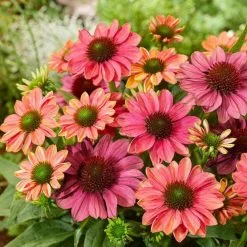 Echinacea Evolution Colorific ('Balevoeen') (PBR) | 9cm Pot