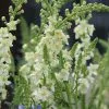 Verbascum Chantilly | 9cm Pot 1 Verbascum Chantilly | 9cm Pot -Perennial Plants Sales Store RH30005746 e223