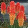 Kniphofia Poco Sunset (Poco Series) | 9cm Pot