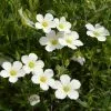 Arenaria Montana Snow White | 9cm Pot -Perennial Plants Sales Store RH30005828 100e