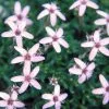 Arenaria Purpurascens | 9cm Pot