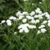 Achillea Ptarmica (The Pearl Group) The Pearl (clonal) | 9cm Pot -Perennial Plants Sales Store RH30005848 6bf0