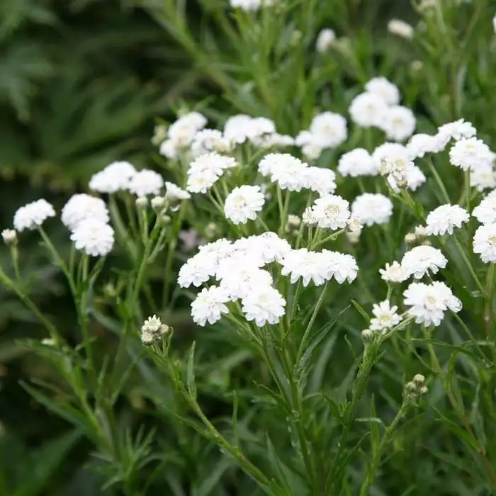 Achillea Ptarmica (The Pearl Group) The Pearl (clonal) | 9cm Pot 3 Achillea Ptarmica (The Pearl Group) The Pearl (clonal) | 9cm Pot