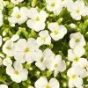 Aubrieta Axcent White (Axcent Series) | 9cm Pot -Perennial Plants Sales Store RH30005850 0180