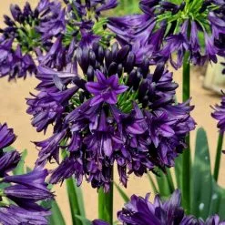 Agapanthus Black Jack | 9cm Pot