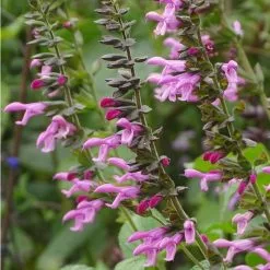 Salvia Pink Amistad ('Arggr17-011') | 9cm Pot