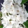 Daphne Perfume Princess White (’DapJur02’) (PBR) | 9cm Pot -Perennial Plants Sales Store RH30006057 767b