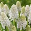 Muscari Aucheri White Magic | 9cm Pot -Perennial Plants Sales Store RH30006119 600f