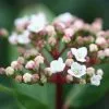 Viburnum Tinus | 9cm Pot
