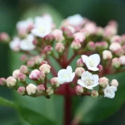 Viburnum Tinus | 9cm Pot