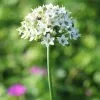Allium Tuberosum | Approx 120 Seeds -Perennial Plants Sales Store SD30000366 61ca