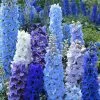 Delphinium Pacific Hybrids | Approx 70 Seeds -Perennial Plants Sales Store SD30000517 e09a