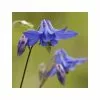 Aquilegia Vulgaris | Approx 25 Seeds -Perennial Plants Sales Store SD30000769 5445