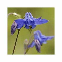 Aquilegia Vulgaris | Approx 25 Seeds