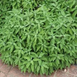 Salvia Officinalis | Approx 30 Seeds