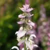 Salvia Sclarea | Approx 100 Seeds
