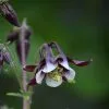 Aquilegia Vulgaris William Guiness | Approx 40 Seeds