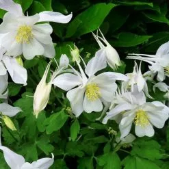 Aquilegia Vulgaris Nivea | Approx 70 Seeds