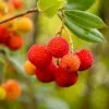 Arbutus Unedo | 2L Pot