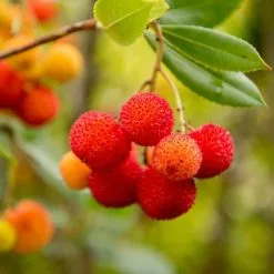 Arbutus Unedo | 2L Pot