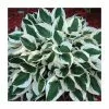 20-50cm Hosta 'Patriot' | 2L Pot -Perennial Plants Sales Store TR0343 main image abcd