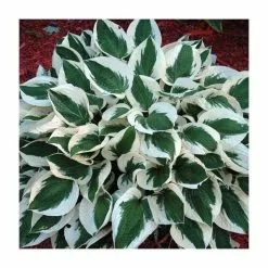 20-50cm Hosta 'Patriot' | 2L Pot