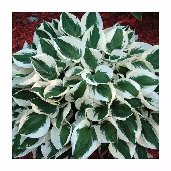 20-50cm Hosta 'Patriot' | 2L Pot 3 20-50cm Hosta 'Patriot' | 2L Pot