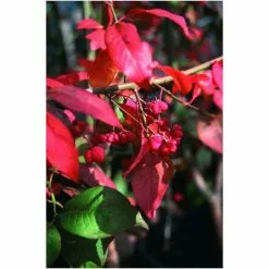 Euonymus Europaeus 'Red Cascade' | Spindle Tree | 12L Pot | 150-180cm | By Frank P Matthews