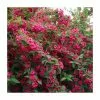 0.6-1.6ft Weigela 'Bristol Ruby' | Bare Root 1 0.6-1.6ft Weigela 'Bristol Ruby' | Bare Root -Perennial Plants Sales Store TR1318 main image d7fa