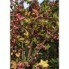 Euonymus Phellomanus | Corky Spindle Tree | 12L Pot | 150-180cm | By Frank P Matthews