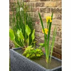 W80cm 'Pond In A Pot' Trough Black Fibreglass Planter Outdoor Use -Perennial Plants Sales Store WF9903 add image 1 4637
