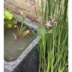 W80cm 'Pond In A Pot' Trough Black Fibreglass Planter Outdoor Use -Perennial Plants Sales Store WF9903 add image 4 f39d