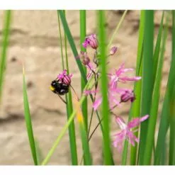 W80cm 'Pond In A Pot' Trough Black Fibreglass Planter Outdoor Use -Perennial Plants Sales Store WF9903 add image 5 edec