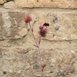 W80cm 'Pond In A Pot' Trough Black Fibreglass Planter Outdoor Use -Perennial Plants Sales Store WF9903 add image 6 adb9