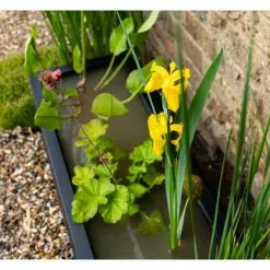 H24cm Pond-In-A-Trough Black Wildlife-Friendly Zinc Planter -Perennial Plants Sales Store WF9907 add image 1 a617